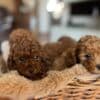 Toy Poodle Puppies for Sale photo 5