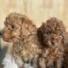 Toy Poodle Puppies for Sale photo 6