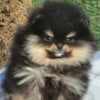 Pomeranian Spitz puppies photo 1