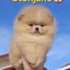 Pomeranian Spitz puppies photo 2