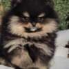 Pomeranian Spitz puppies photo 4