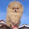 Pomeranian Spitz puppies photo 7