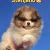 Pomeranian Spitz puppies photo 8