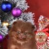 Pomeranian Spitz puppies photo 10