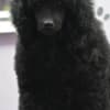 Male Toy Poodle Puppy photo 1