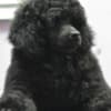 Male Toy Poodle Puppy photo 2