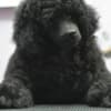 Male Toy Poodle Puppy photo 3