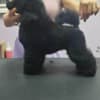 Male Toy Poodle Puppy photo 4