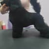 Male Toy Poodle Puppy photo 5