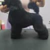 Male Toy Poodle Puppy photo 6