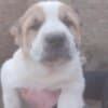 Central Asian Shepherd puppies photo 1