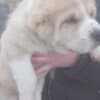 Central Asian Shepherd puppies photo 2