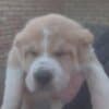 Central Asian Shepherd puppies photo 4