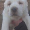 Central Asian Shepherd puppies photo 5