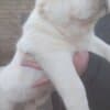 Central Asian Shepherd puppies photo 6