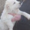 Central Asian Shepherd puppies photo 7