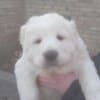 Central Asian Shepherd puppies photo 8