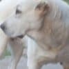 Central Asian Shepherd puppies photo 9