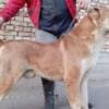 Central Asian Shepherd puppies photo 11