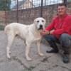 Central Asian Shepherd puppies photo 12