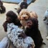 Lagotto Romagnolo, puppies available photo 1