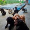 Lagotto Romagnolo, puppies available photo 2