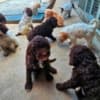 Lagotto Romagnolo, puppies available photo 3