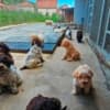 Lagotto Romagnolo, puppies available photo 4
