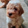 Lagotto Romagnolo, puppies available photo 5