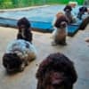 Lagotto Romagnolo, puppies available photo 6
