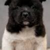 American Akita, puppies with excellent characteristics photo 1
