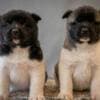 American Akita, puppies with excellent characteristics photo 2