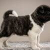 American Akita, puppies with excellent characteristics photo 3