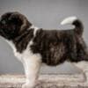 American Akita, puppies with excellent characteristics photo 4