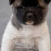 American Akita, puppies with excellent characteristics photo 6