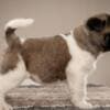 American Akita, puppies with excellent characteristics photo 7
