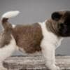 American Akita, puppies with excellent characteristics photo 8