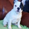 French Bulldog – Beautiful Female Puppy photo 1