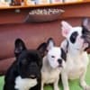 French Bulldog – Beautiful Female Puppy photo 2