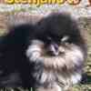 Pomeranian BOO “Teddy Bears” photo 1