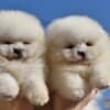 Pomeranian BOO “Teddy Bears” photo 2