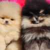 Pomeranian BOO “Teddy Bears” photo 3