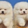 Pomeranian BOO “Teddy Bears” photo 4