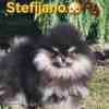 Pomeranian BOO “Teddy Bears” photo 5