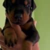 Doberman puppies photo 1