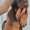 Doberman puppies photo 2