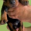 Doberman puppies photo 4