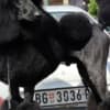 Top litter of LARGE POODLES photo 1