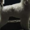 Top litter of LARGE POODLES photo 6