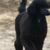 Top litter of LARGE POODLES photo 7
